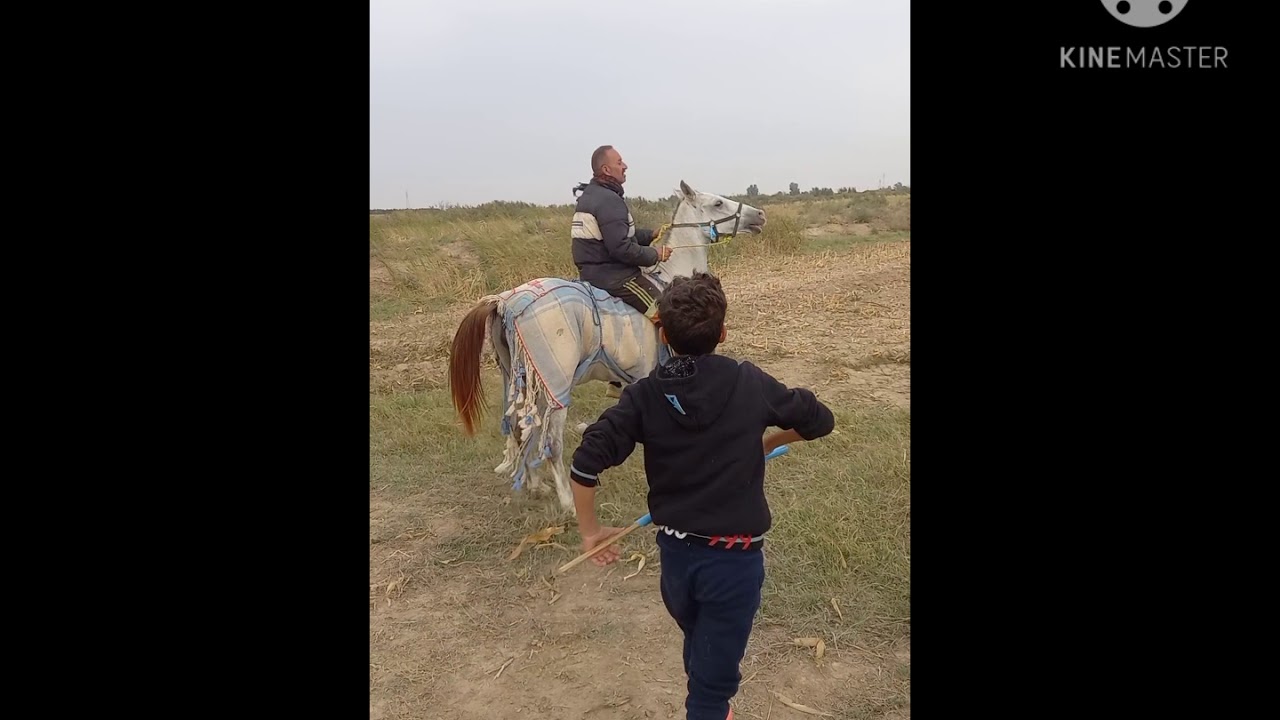 ركوب الخيل العربي