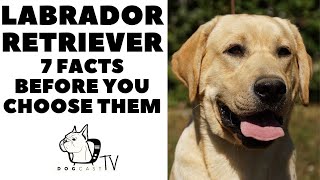 Celebrity Before you buy a dog - LABRADOR RETRIEVER - 7 facts to consider! DogCastTV! Net Worth