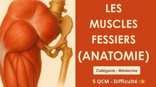 Les Muscles fessiers (anatomie) - Catégorie : Médecine
