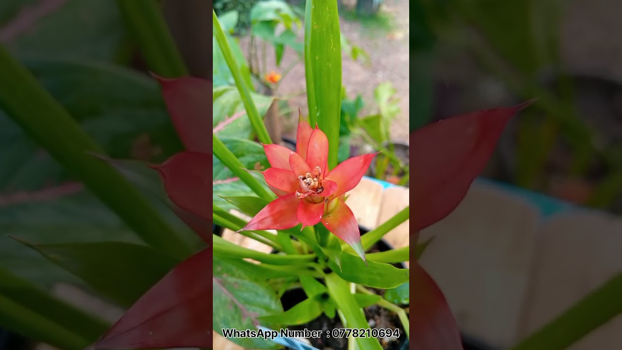 මගේ හත්වෙනි පැළ සේල් එක 🪴  එන්න ඇවිත් බලන්න ♥️ WhatsApp Number  : 0778210694 ❤️  