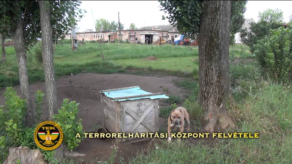 The gallery for --> Anjing Pitbull Vs Babi