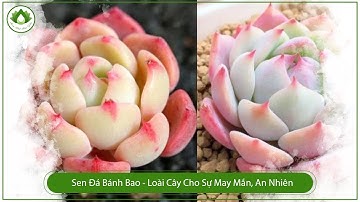 Sen Đá Bánh Bao - Loài Cây Cho Sự May Mắn, An Nhiên