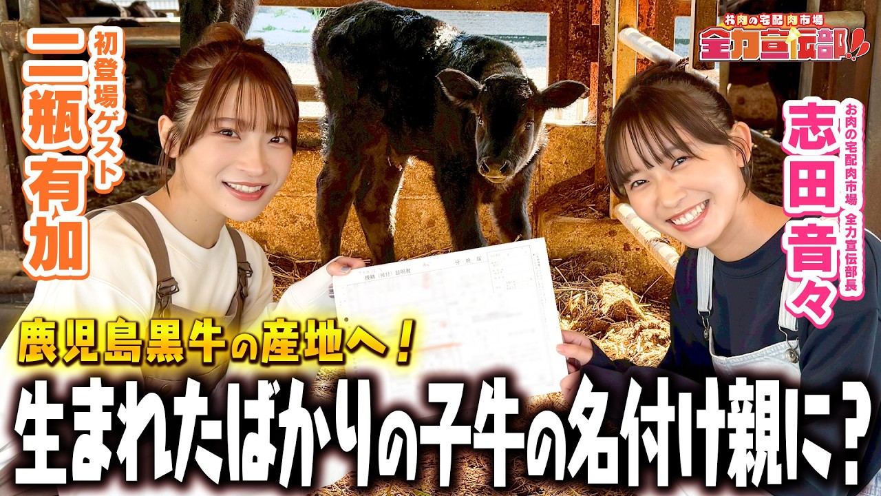 【全力宣伝部‼初コラボ】産地取材第四弾は志田音々と二瓶有加が鹿児島黒牛の産地へ！