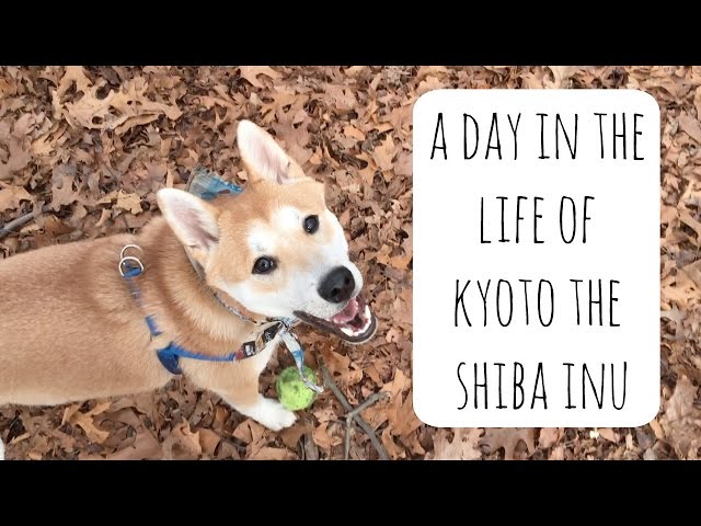 A Day In The Life Of Kyoto The Shiba Inu Youtube