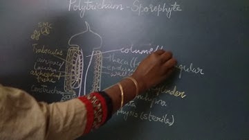 L S Capsule  Polytrichum