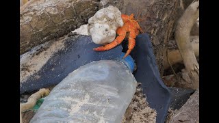 Hermit crabs killed by plastic debris on remote islands