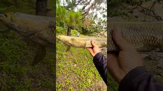 Pescaria de trairao com o New quack 🔥 #fishing #peixesamazonicos #traira #pescadetraira