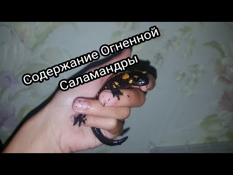 Содержание Огненной Саламандры