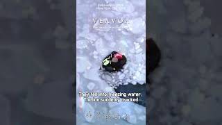 Helicopter Ice Rescue in NYC: 3 Men Pulled from Frozen Jamaica Bay 🔥