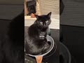Do you like black cats? #cat #funny #animalshorts #animal #blackcat #catlover #dog #pets #children