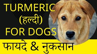 Turmeric Benefits for Dogs  / Dog ko Haldi lene ke fayde    Ramawat Dog care