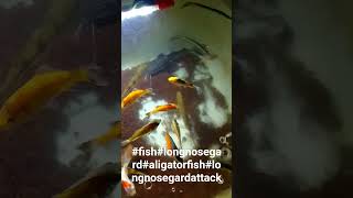 Long Nose Gar Attack #aligatorfish#longnosegar #fishvideo