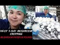 7th OF 7-DAY MUSHROOM CROPPING | MUSHROOM PICKER IN POLAND | MamayTV