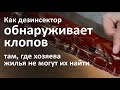 Мастер-класс в Люблино: как обнаружить клопов и как с ними бороться в обычной квартире