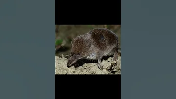 Бурозубка гигантская