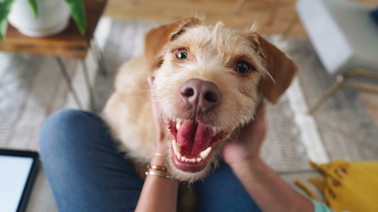 Beyond Pet Food Feed Them Like Only You Can YouTube