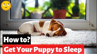 How to Get Your Puppy to Sleep Through The Night? 4 Simple Tips screenshot 2