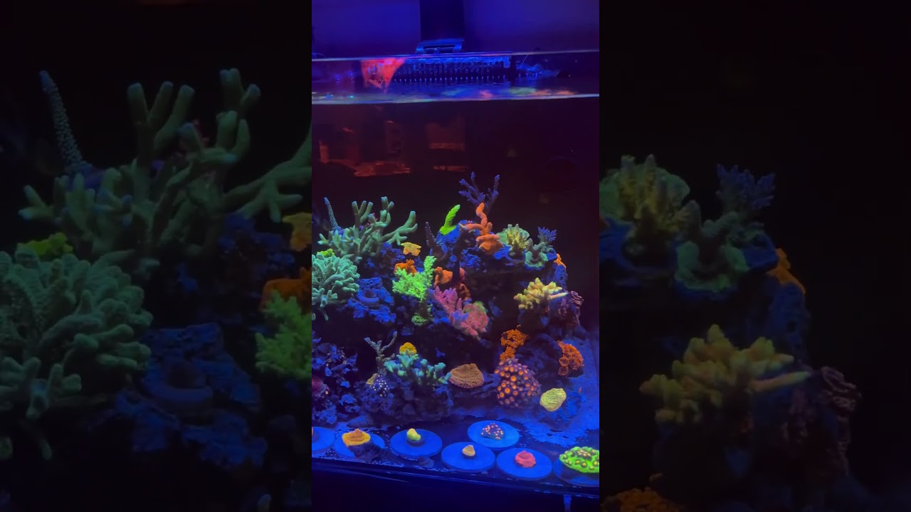 Keep Reefing Easy!