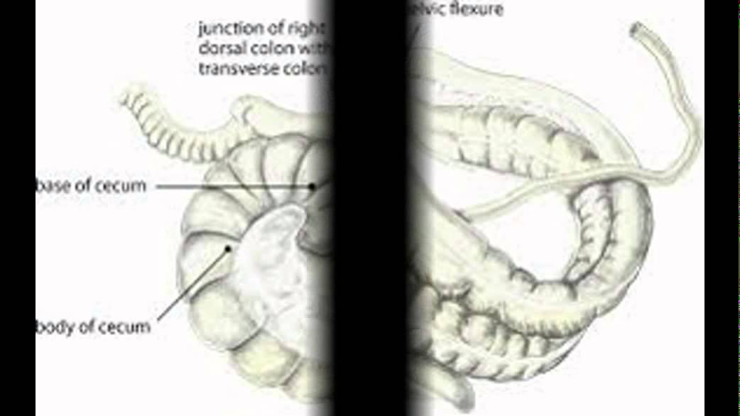 horse's digestive system