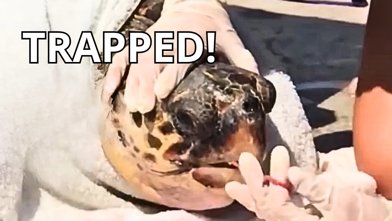 TRAPPED Animals Rescued by Humans | Real Rescue Moments