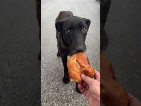 Fabrika İşçileri İle Birlikte Her Sabah Poğaça Almak İçin Gelip Sırada Bekleyen Anne Köpek#shorts