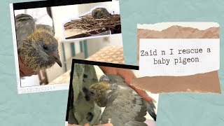 Zaid n I rescue a baby pigeon