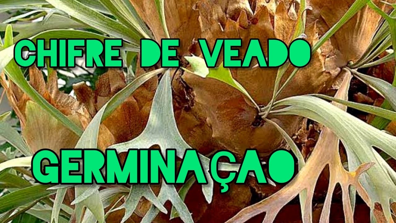 CHIFRE DE VEADO COMO GERMINAR//DICAS DE CULTIVO