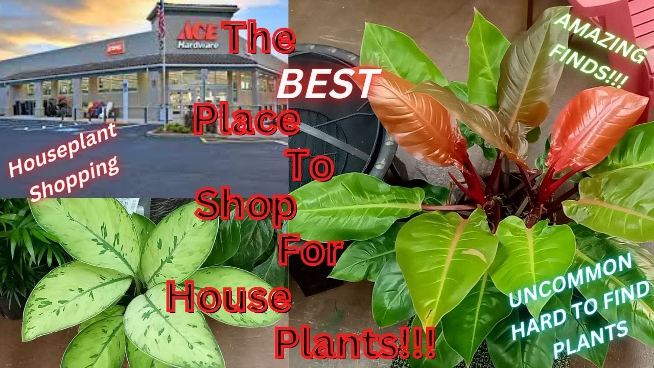 AWESOME Plant Finds At My FAVORITE Big Box Store/ACE Hardware/ House