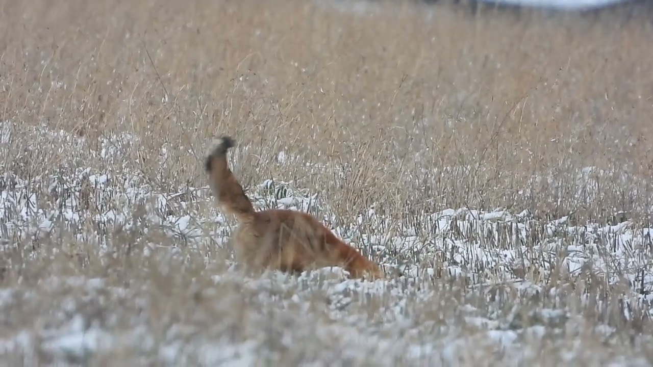 hochkenzentrierter fuchs mit erfolgreichem abschluss