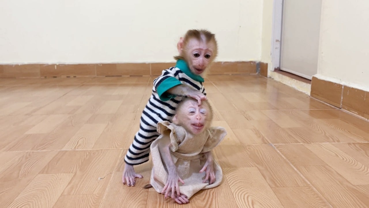 Born In Twin Baby But Extremly Different, Ronaldo Like To Playful But Selena Is Calm & Obedient