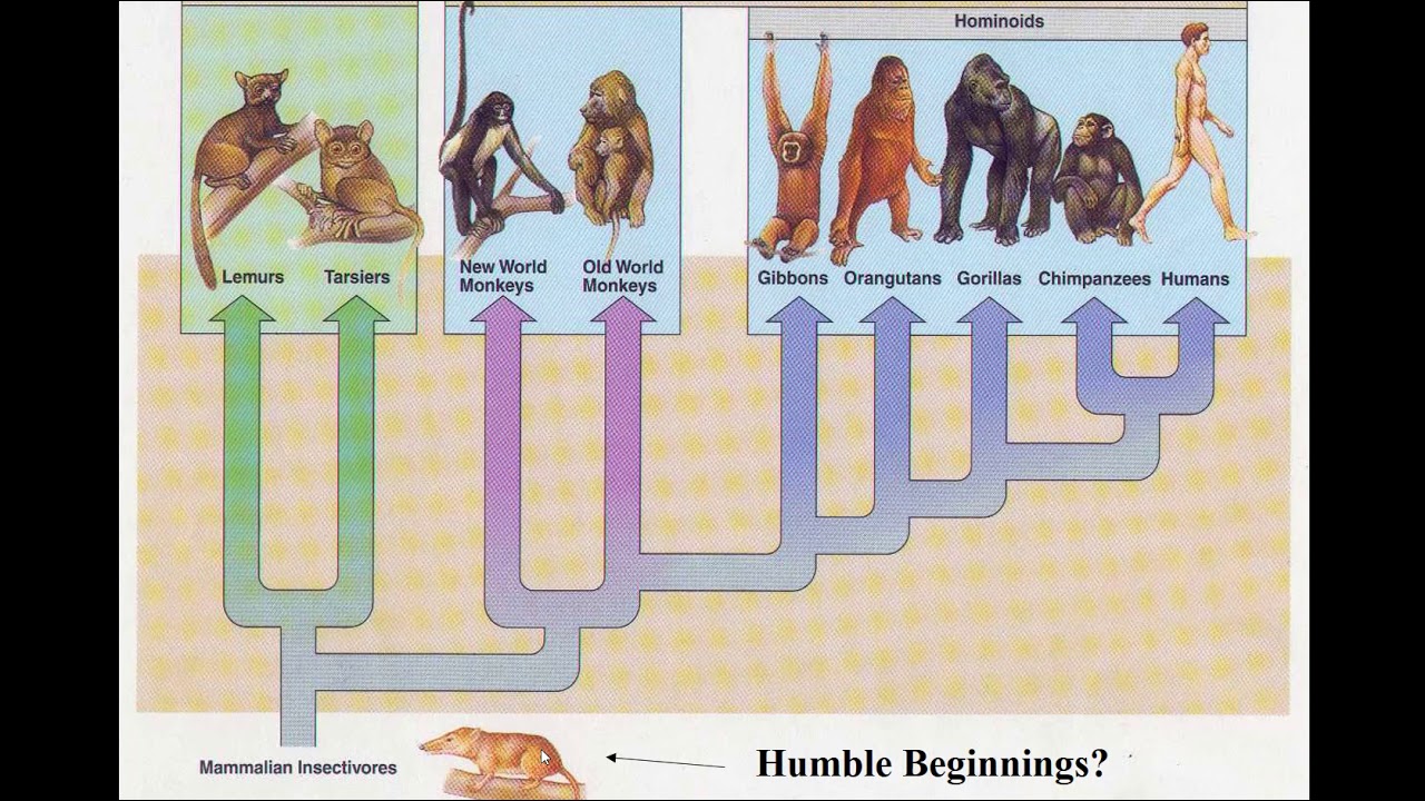 HumbleBeginnings - YouTube