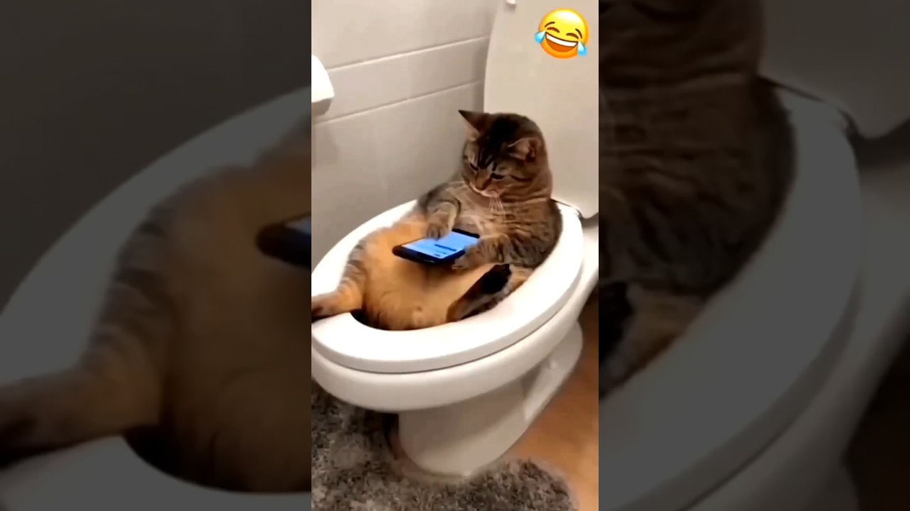 Cat, Let Me Out Right Now! πΉπ±πͺπ #cat #catvideos #funny #youtubeshorts #shorts #comedy Cat, Let Me Out Right Now! πΉπ±πͺπ #cat #catvideos #funny #youtubeshorts #shorts #comedy