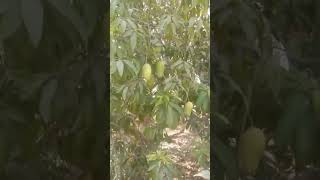 Export Quality Mango from Pakistan #exportquality #mango #mangoexport