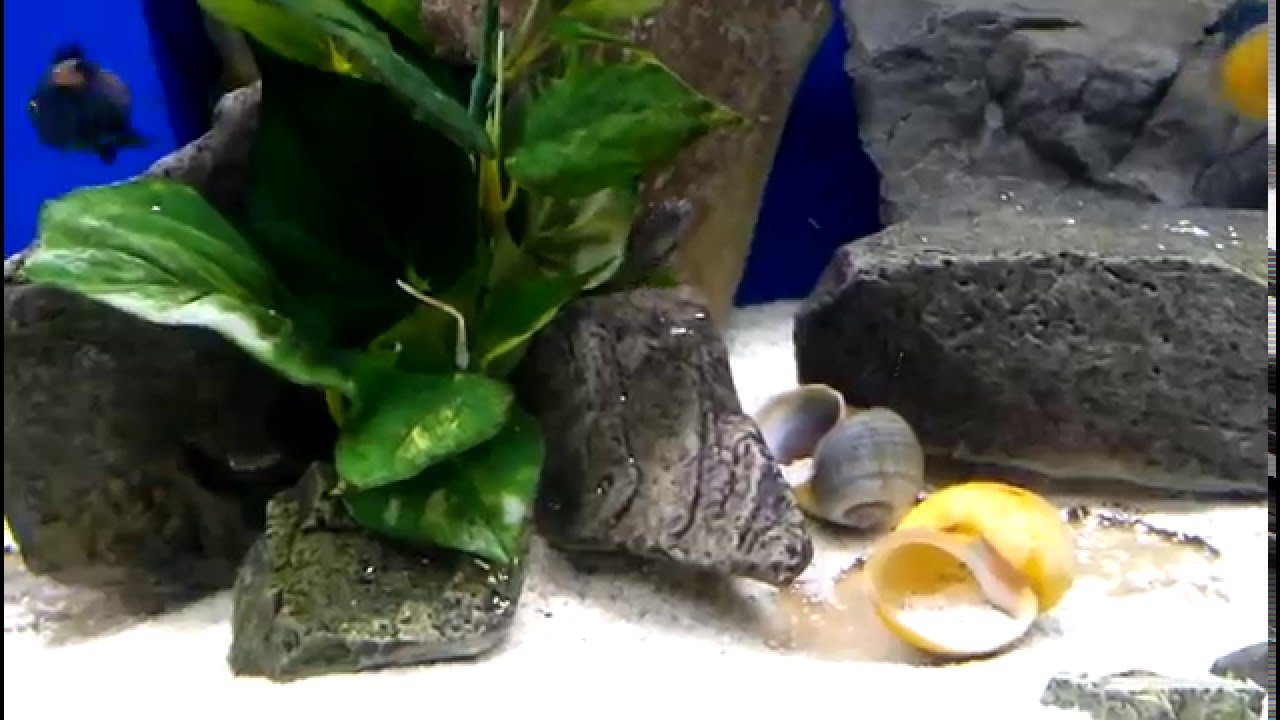 official secrets WC Tropheus Moorii 