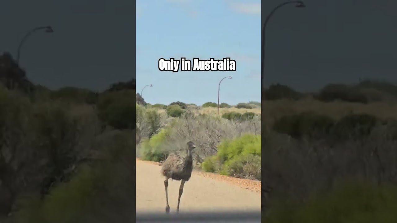 Only In Australia Wild Wildlife Wildlifephotography Emu Dangerous Animals Travel