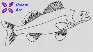 How to Draw a Walleye Fish Step by Step Easy for Beginners 