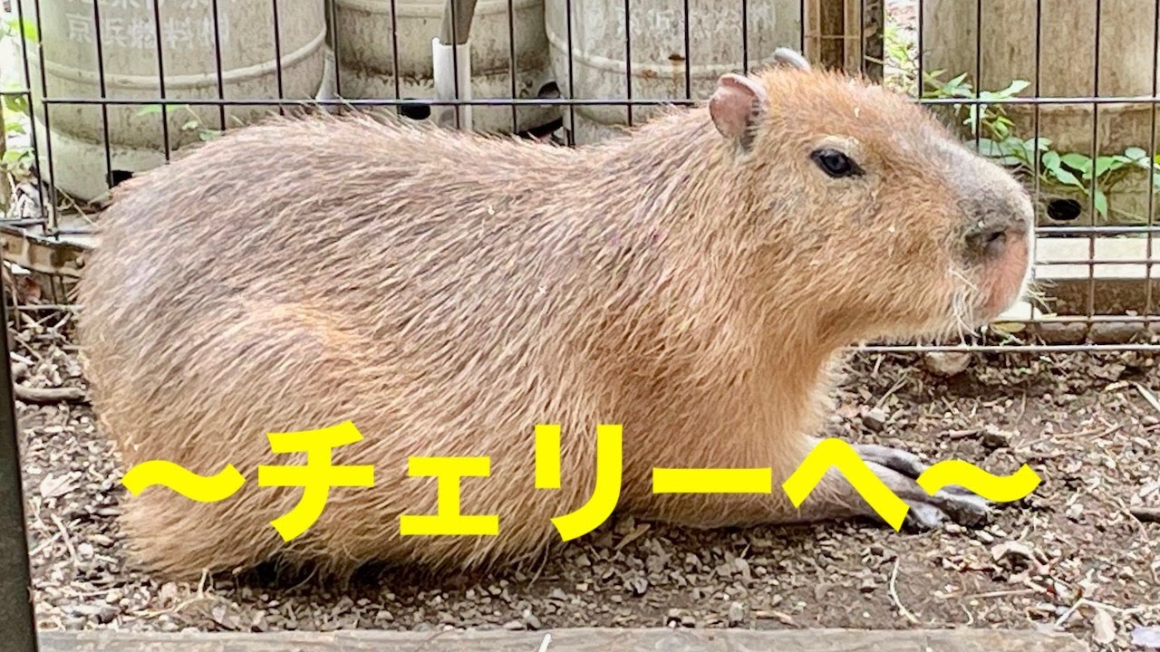 〜チェリーへ〜　大宮公園のカピバラたち
