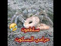 مضحك جدا سلطعون يسرق ويأكل البسكويت Crab Steals And Eats Biscuits 