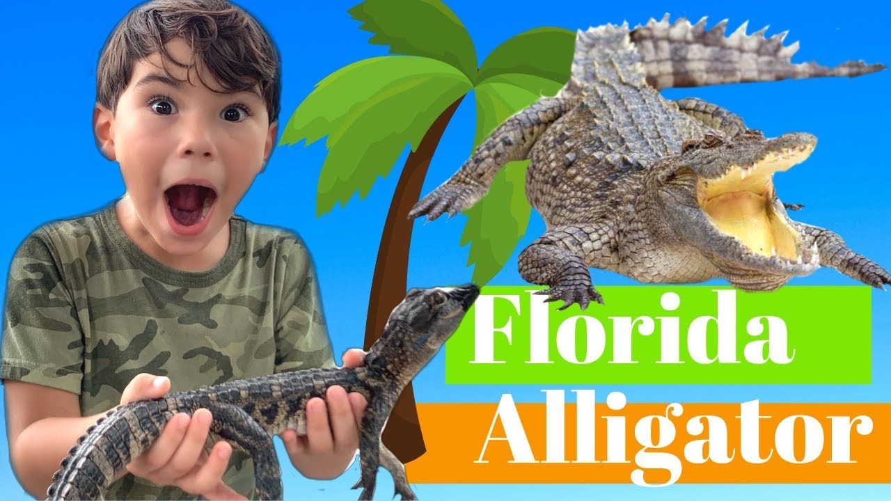 FLORIDA ALLIGATORS -THE BIGGEST ALLIGATOR.