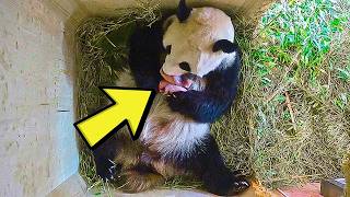 Panda Gives Birth For The First Time... The Keepers Cried Out At What They Saw.