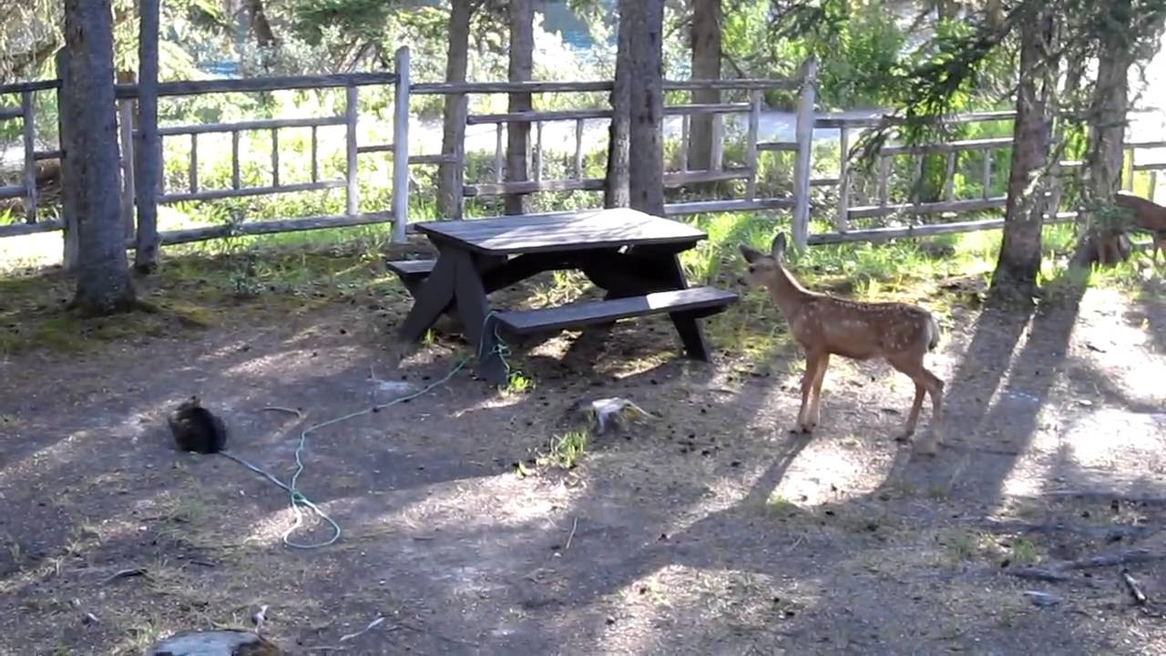 cosmo and deer YouTube