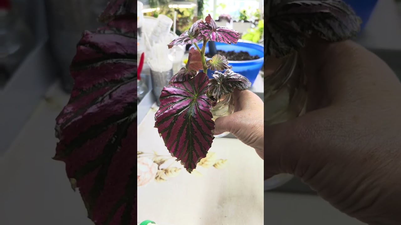 Бегонии кейн. Черенкование, посадки🌿☘️🌿#комнатныерастения #бегония #растения #plants