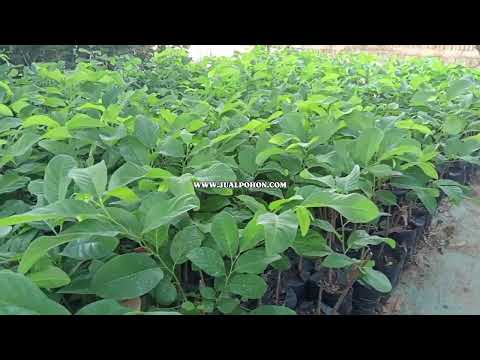 Bibit Srikaya Jumbo Unggulan Mudah Dirawat untuk Pemula