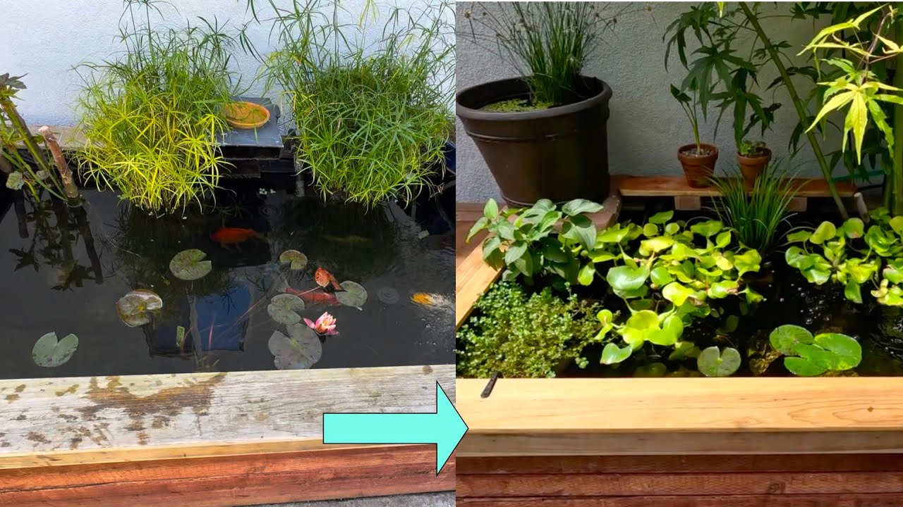 Picture of Summer Transformation: Outdoor Goldfish Tank - YouTube