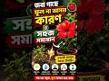 🌺 জবা গাছে ফুল আসছে না? 😱জেনে নিন সহজ সমাধান! 🌿✨ #shorts #joba #gardening