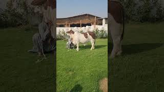 ALLAH PAK KI SHAAN [ LALARUKH] CATTLE STATION WITH ALI RAFIQ ❤️ Wealth