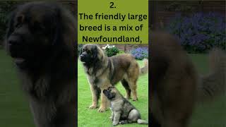 Five Fun Facts About Leonberger Dogs #shorts #leonbergerdogs #leonberger #dogs #dogshorts