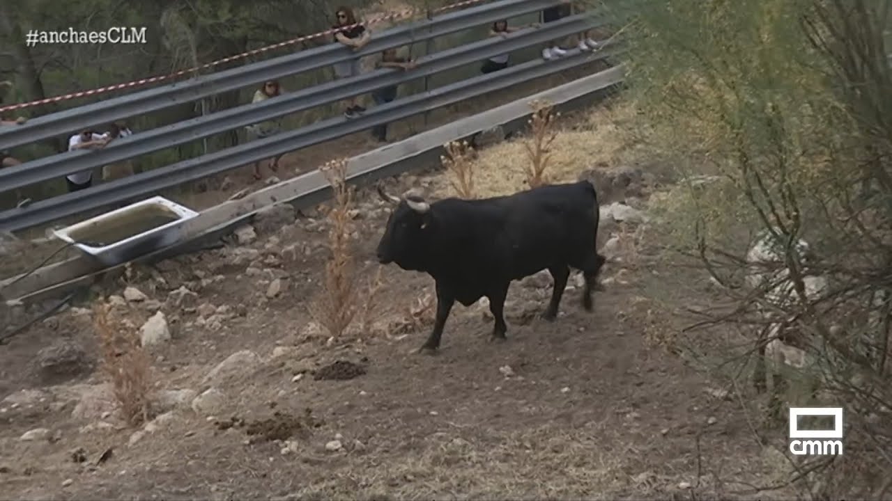 Encierros por el campo en Bogarra | Ancha es Castilla-La Mancha