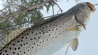 GATOR TROUT- Tips And Tricks Catch The Biggest Trout!!