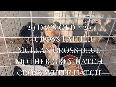 29 days old #29 #4cross father McLean cross blue mother grey hatch cross white hatch